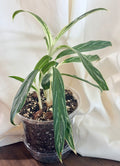 Aglaonema “Bamboo”