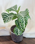 Aphelandra squarrosa ‘Zebra Plant’