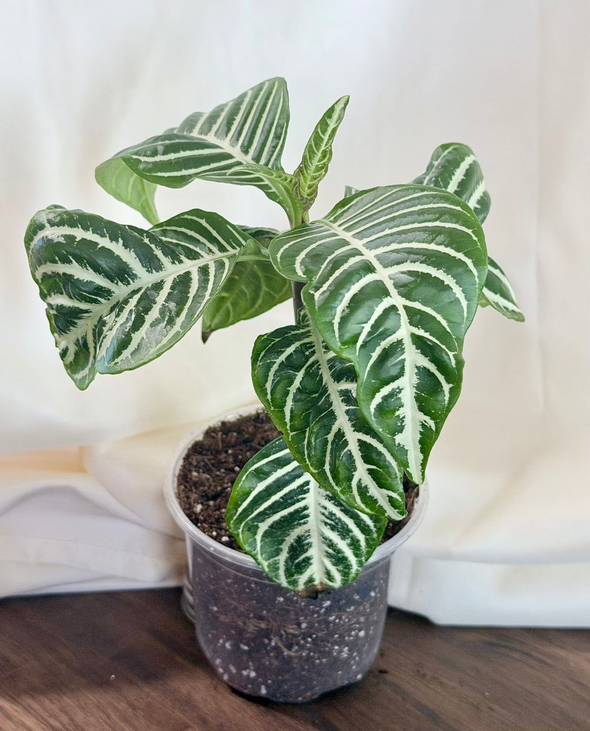 Aphelandra squarrosa ‘Zebra Plant’