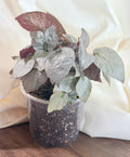 Begonia Rex