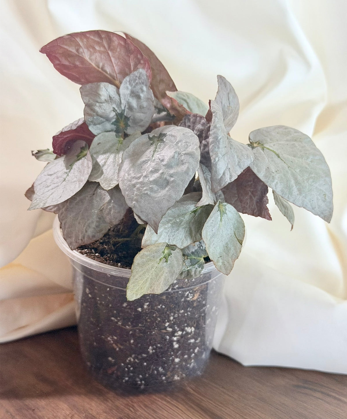 Begonia Rex