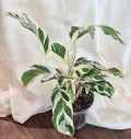 Calathea ‘White Fusion’