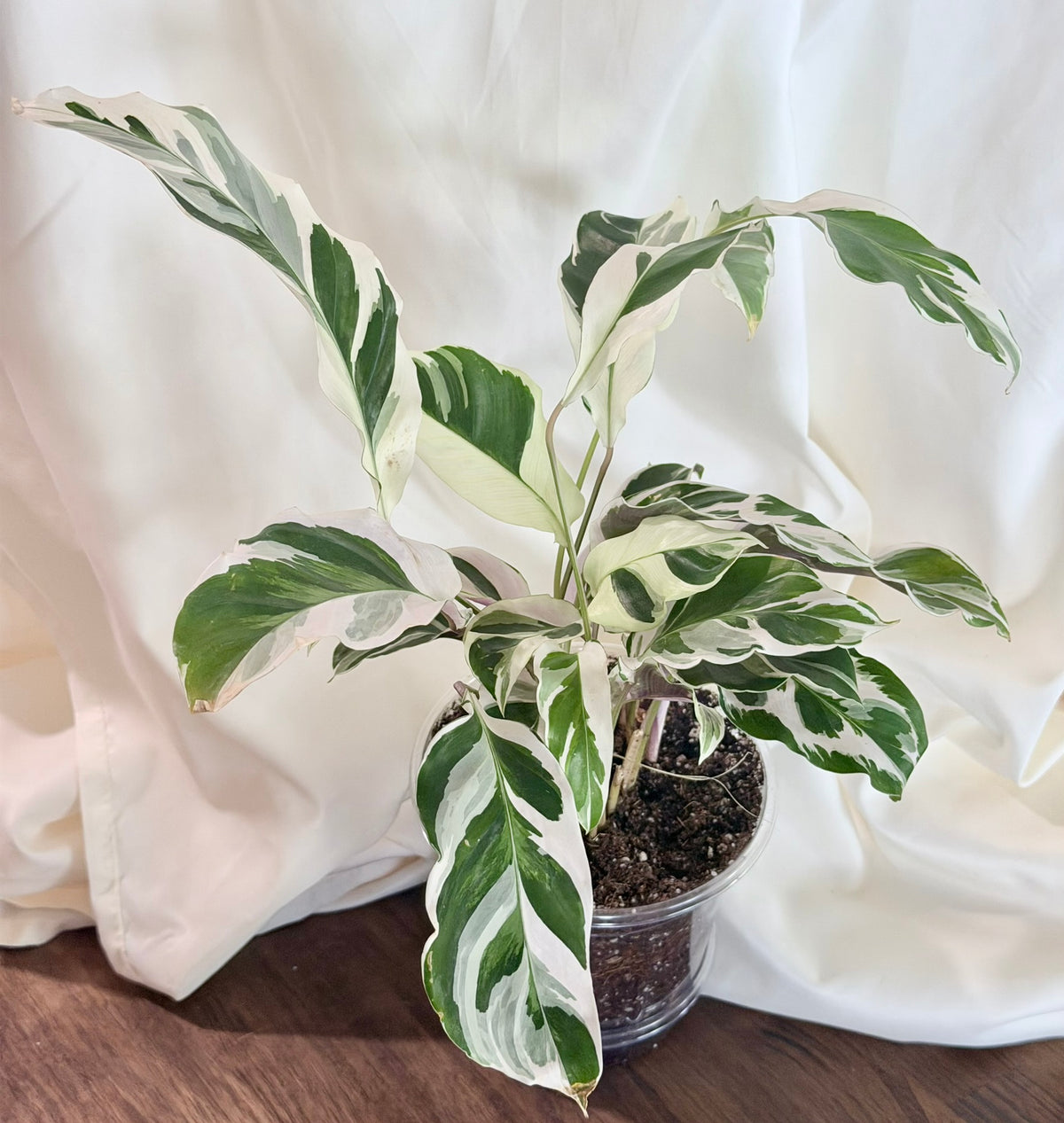 Calathea ‘White Fusion’