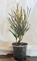 Croton ‘Picasso’s Paintbrush’