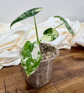 Variegated Alocasia Frydek