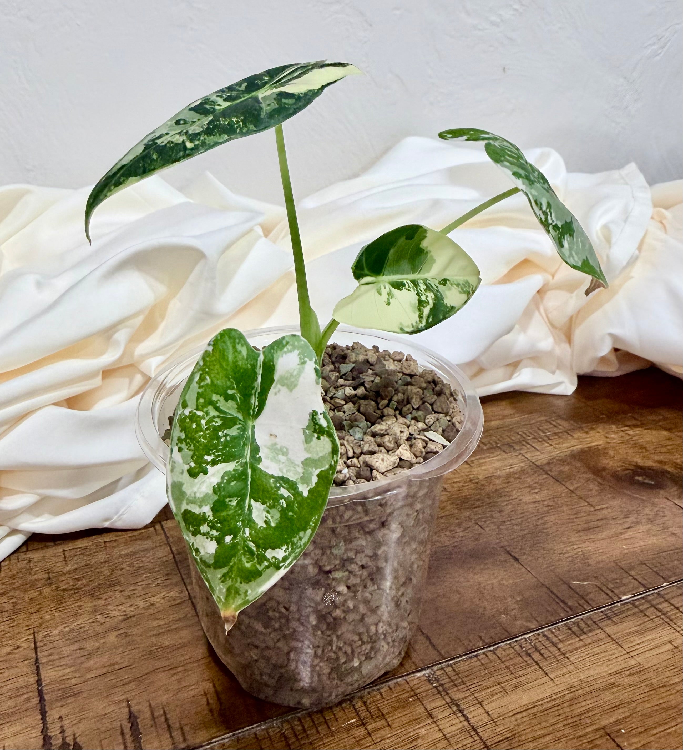 Variegated Alocasia Frydek