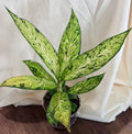 Dieffenbachia ‘Camouflage’