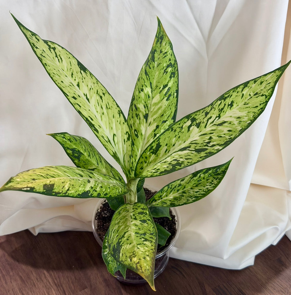 Dieffenbachia ‘Camouflage’
