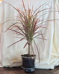 Dracaena ‘Colorama’