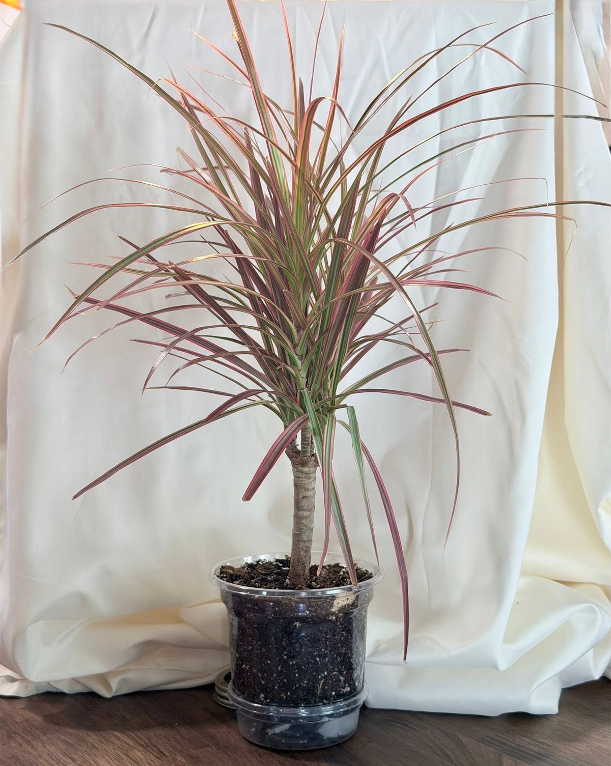 Dracaena ‘Colorama’