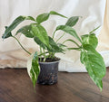 Epipremnum pinnatum ‘Albo Variegata’