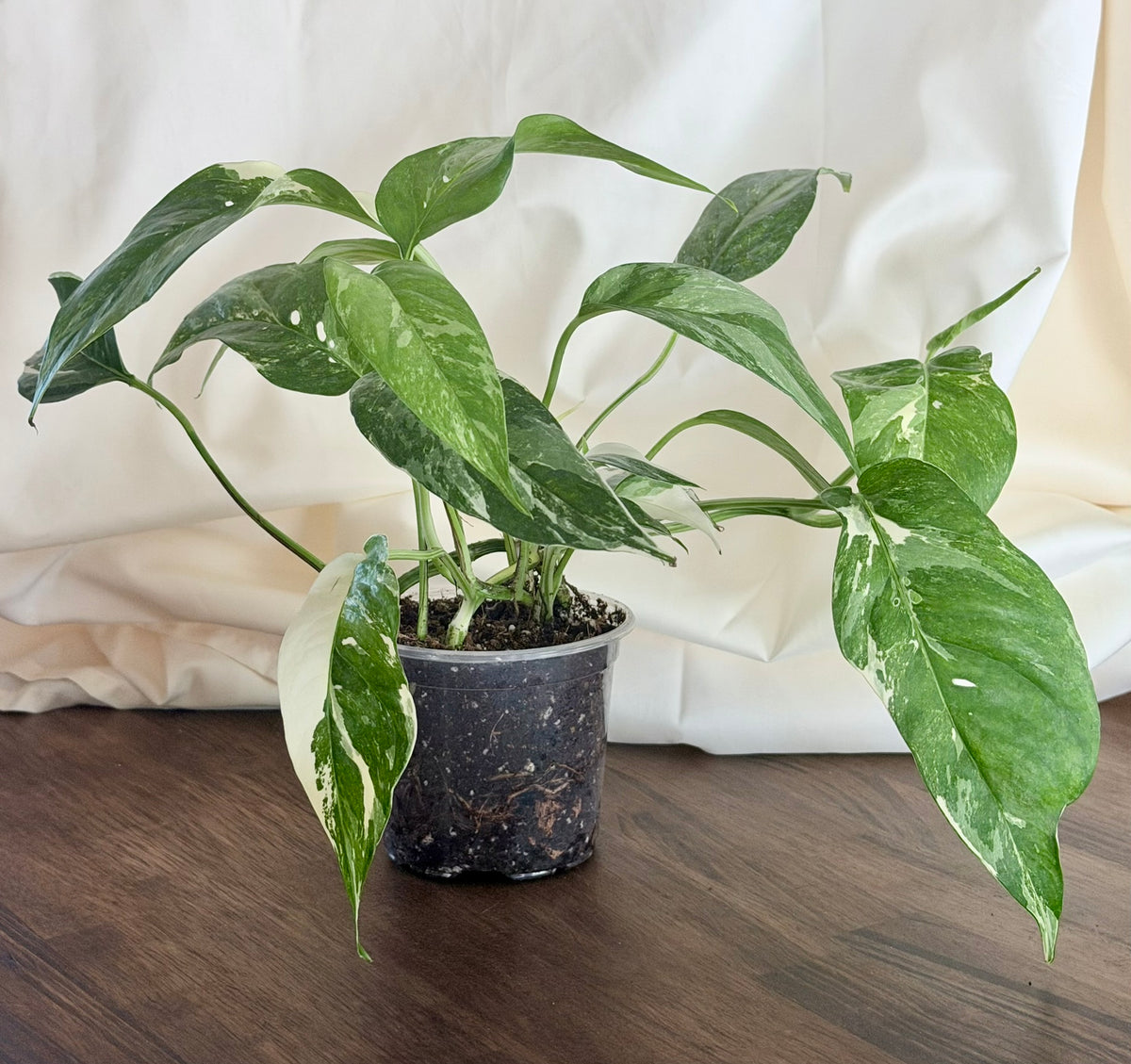 Epipremnum pinnatum ‘Albo Variegata’