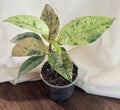Ficus shivereana ‘Moonshine’