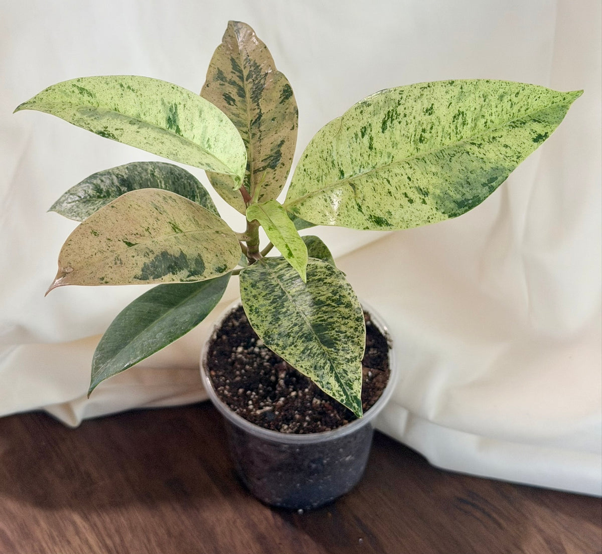 Ficus shivereana ‘Moonshine’