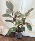 Ficus elastica ‘Ruby’