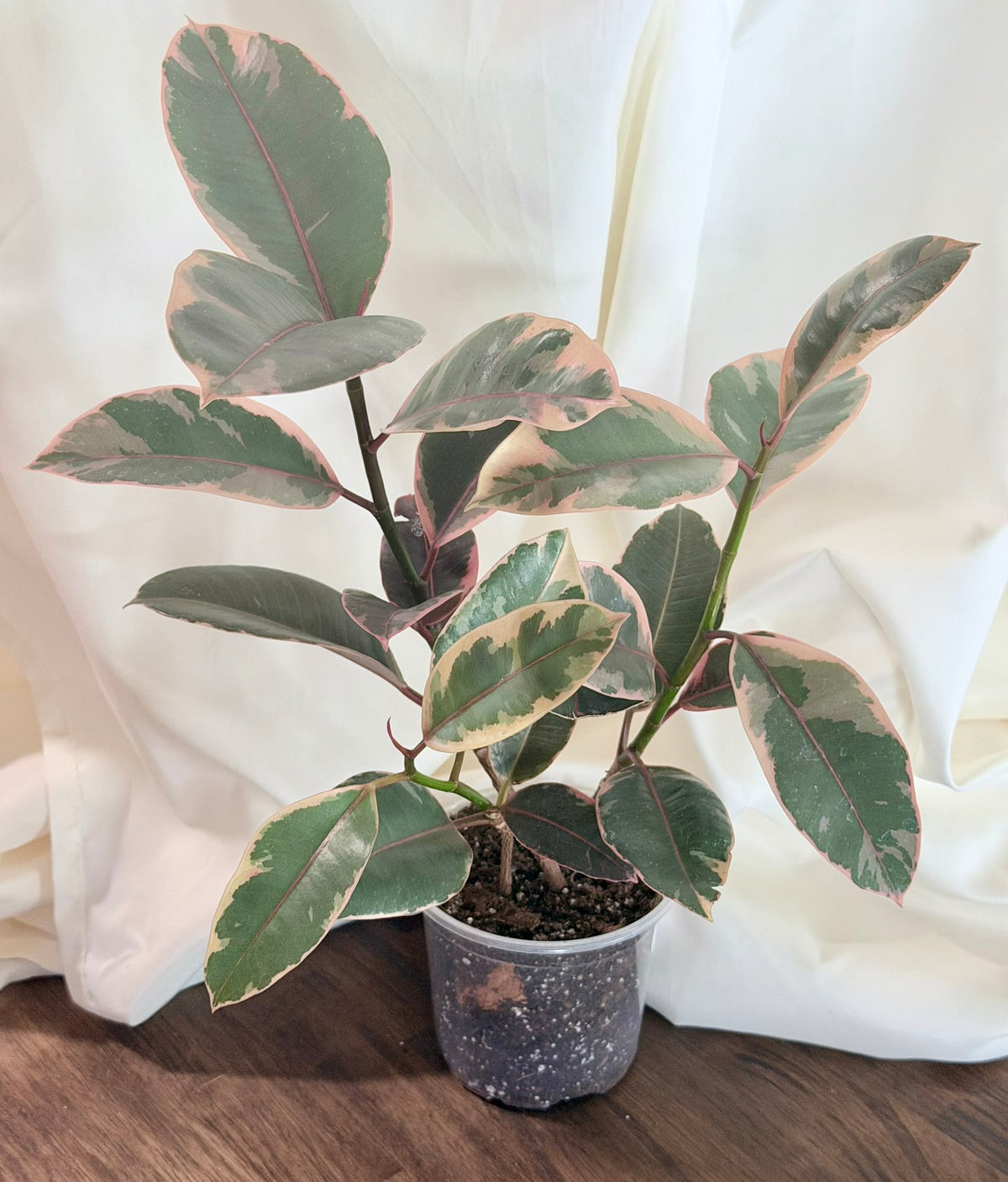 Ficus elastica ‘Ruby’