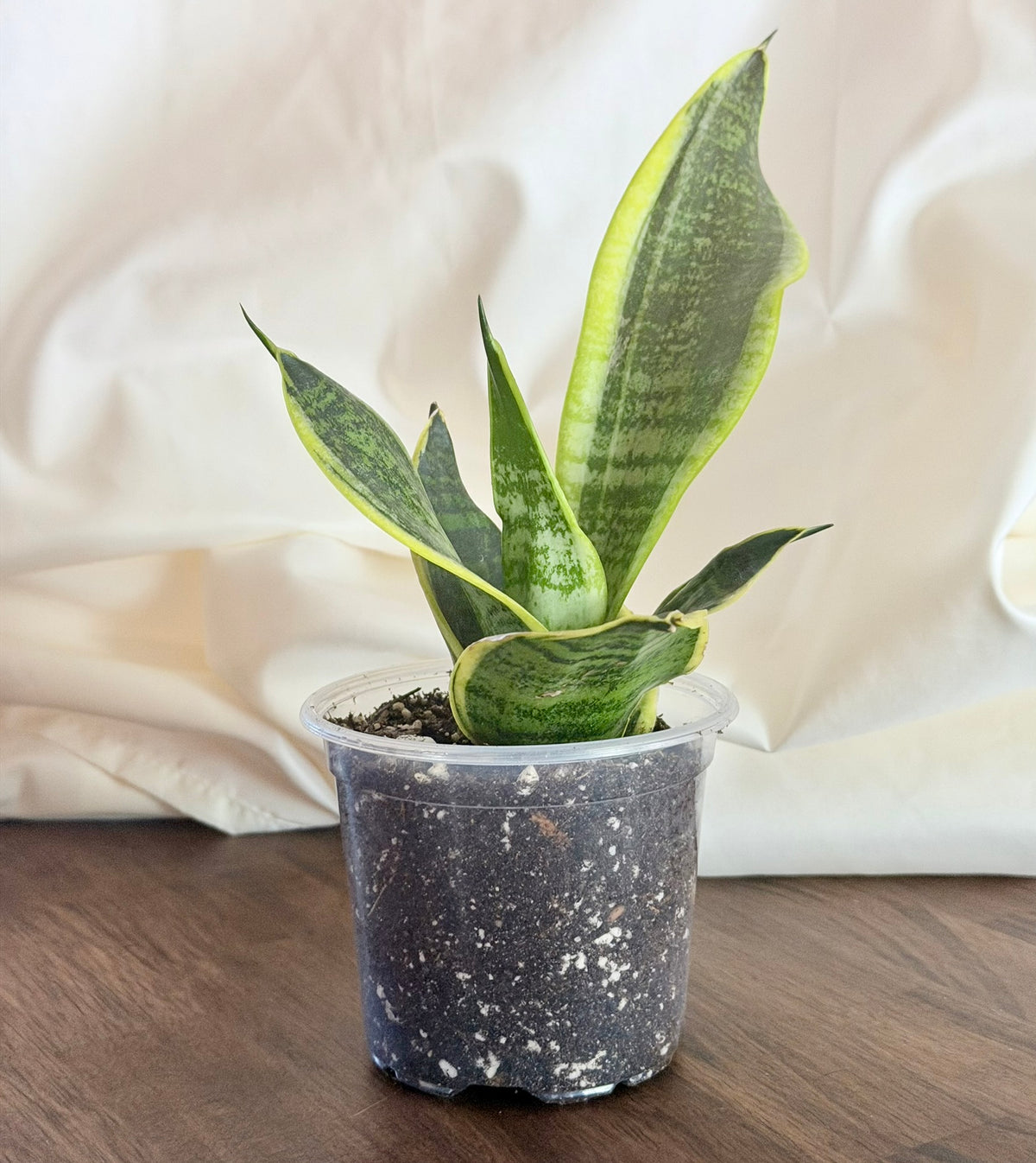 Snake Plant ‘Golden Hahnii’