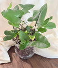 Heartleaf Fern