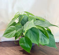 Heartleaf Philodendron