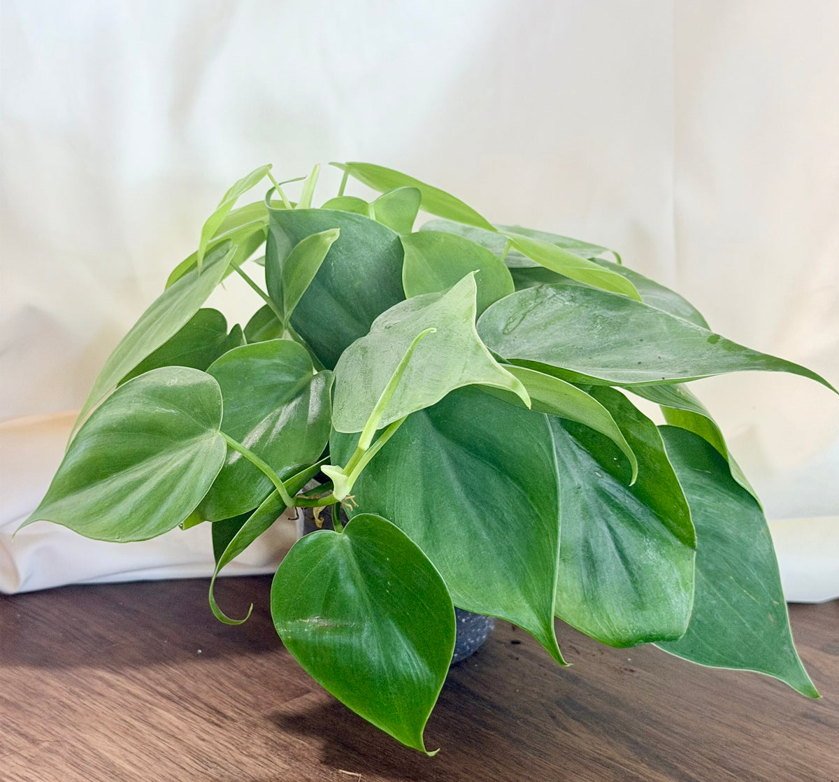 Heartleaf Philodendron