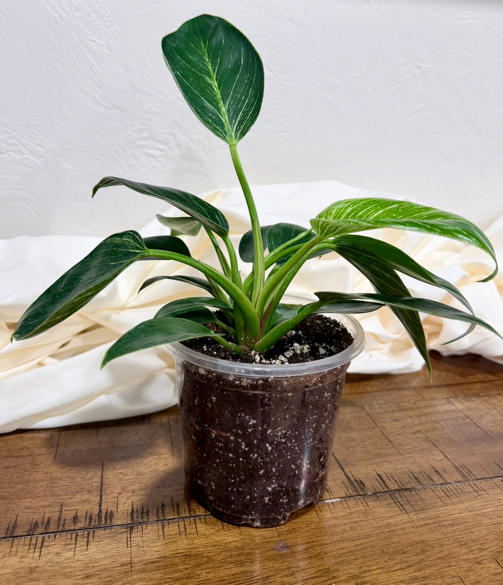 Philodendron Birkin