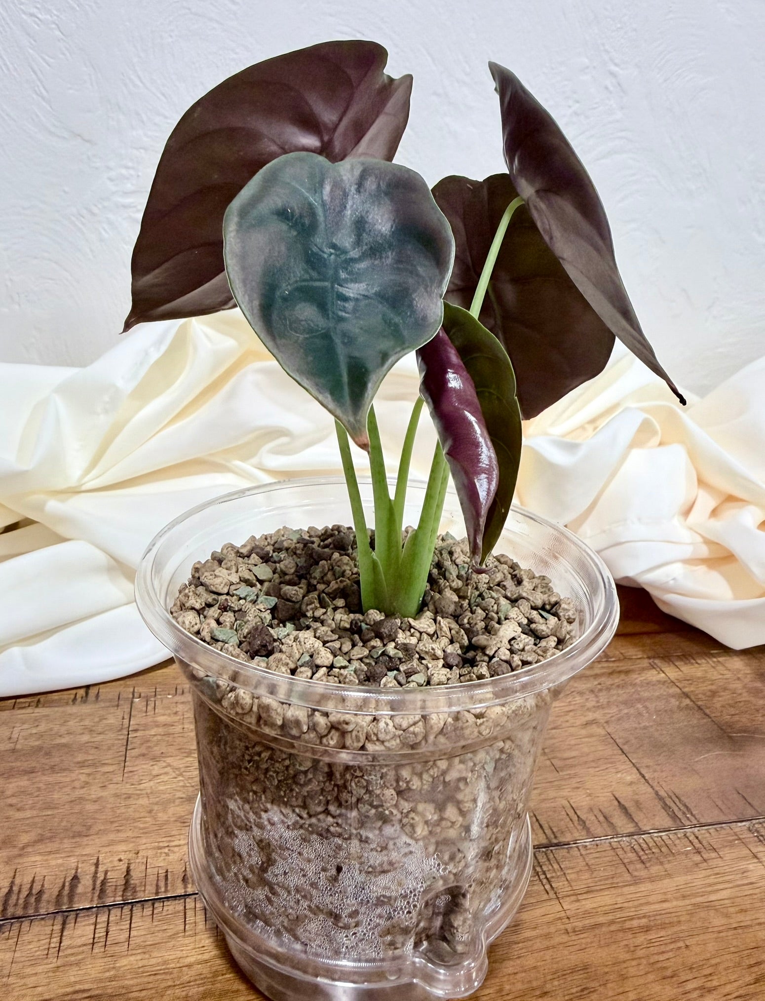 Alocasia Cuprea 'Red Secret'