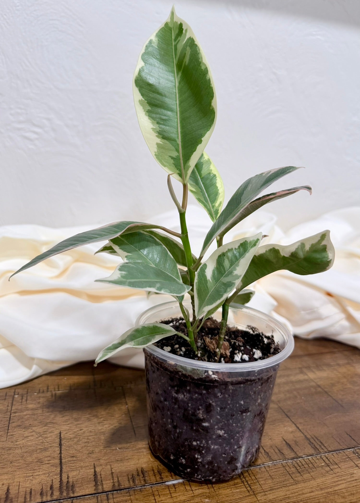 Ficus elastica 'Tineke'