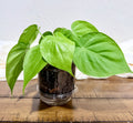 Philodendron 'Lemon Lime'