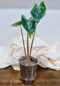 Alocasia 'Ivory Coast'