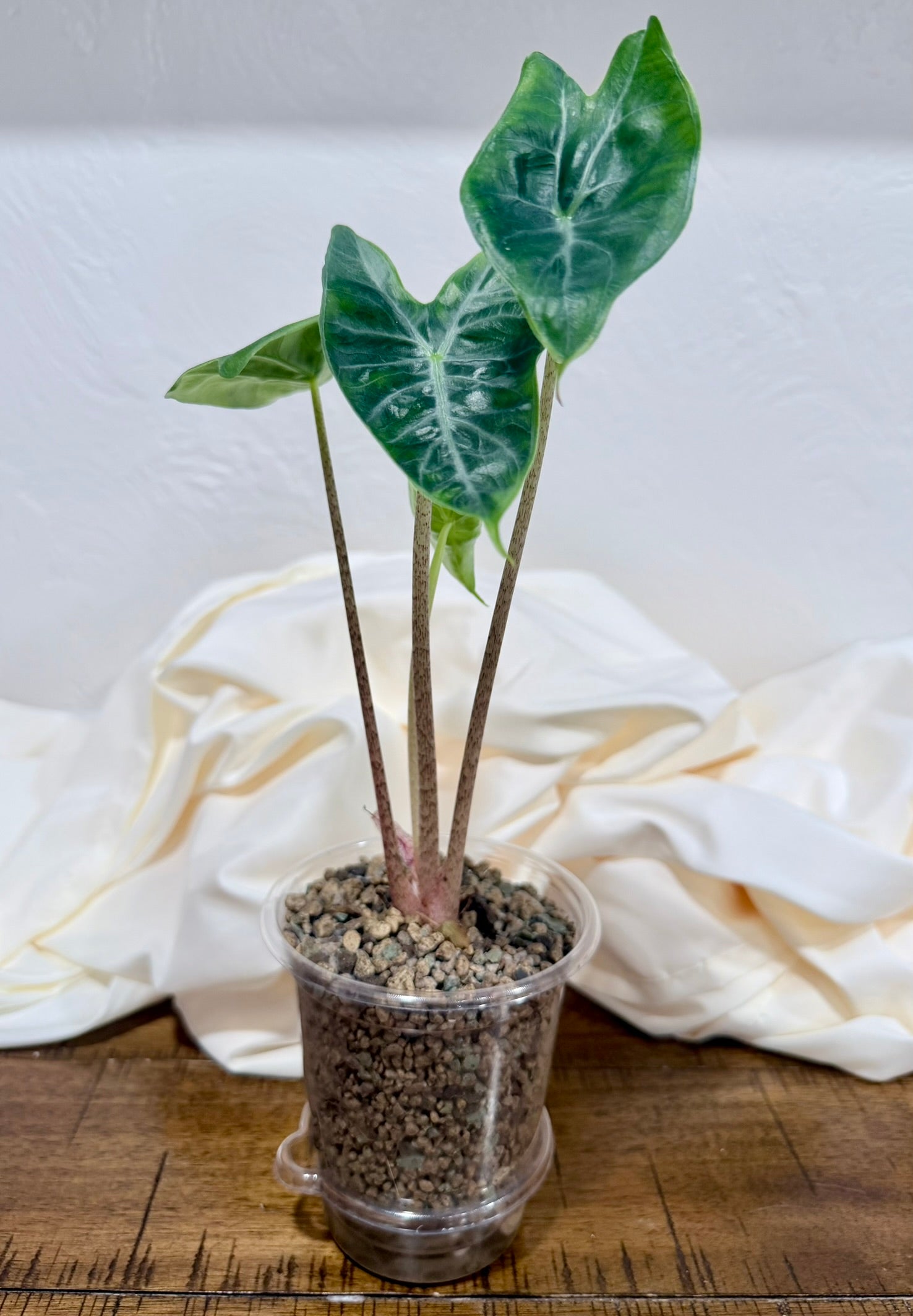 Alocasia 'Ivory Coast'
