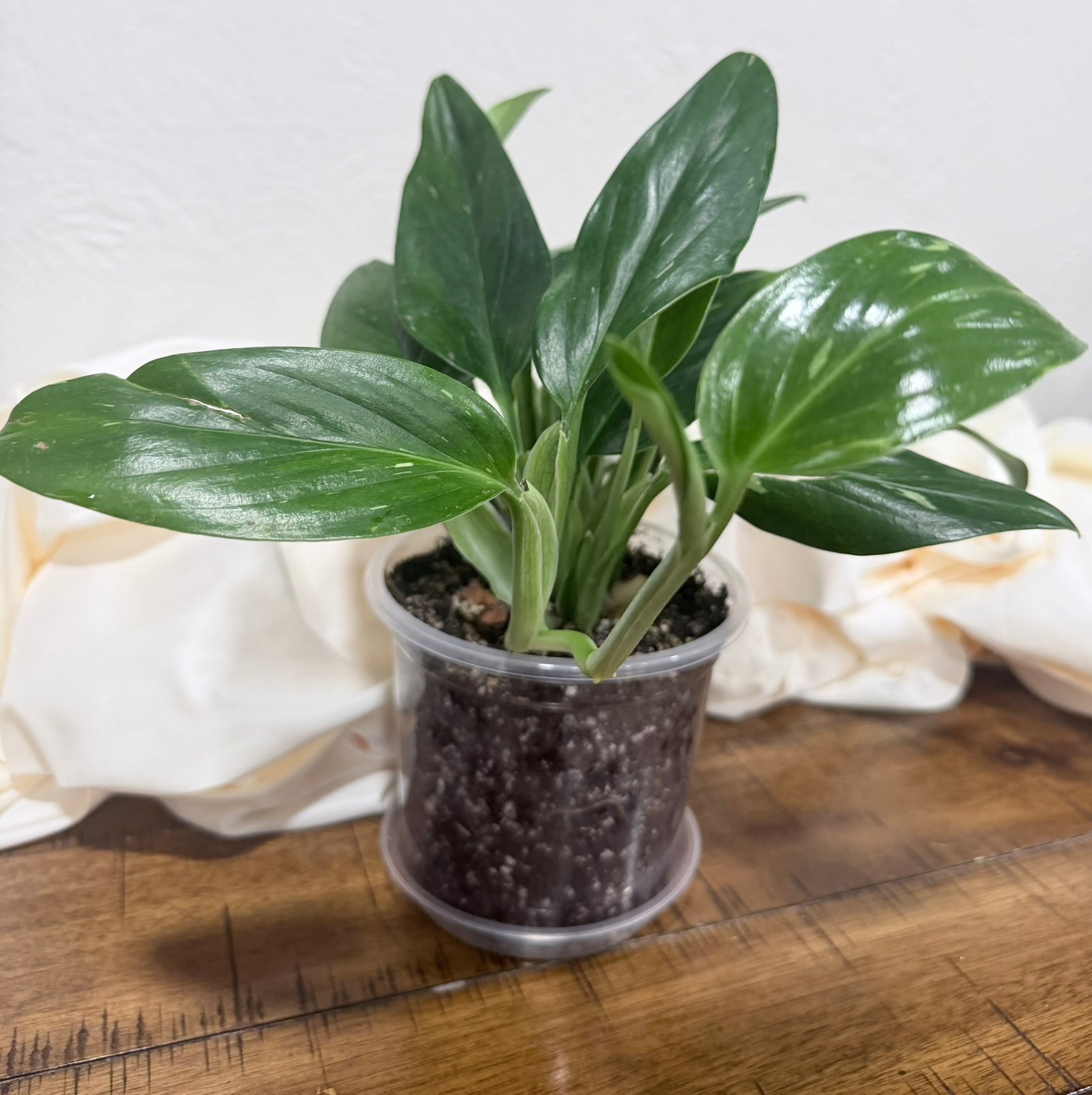 Monstera standleyana 'Albo'