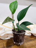 Monstera pinnatipartita