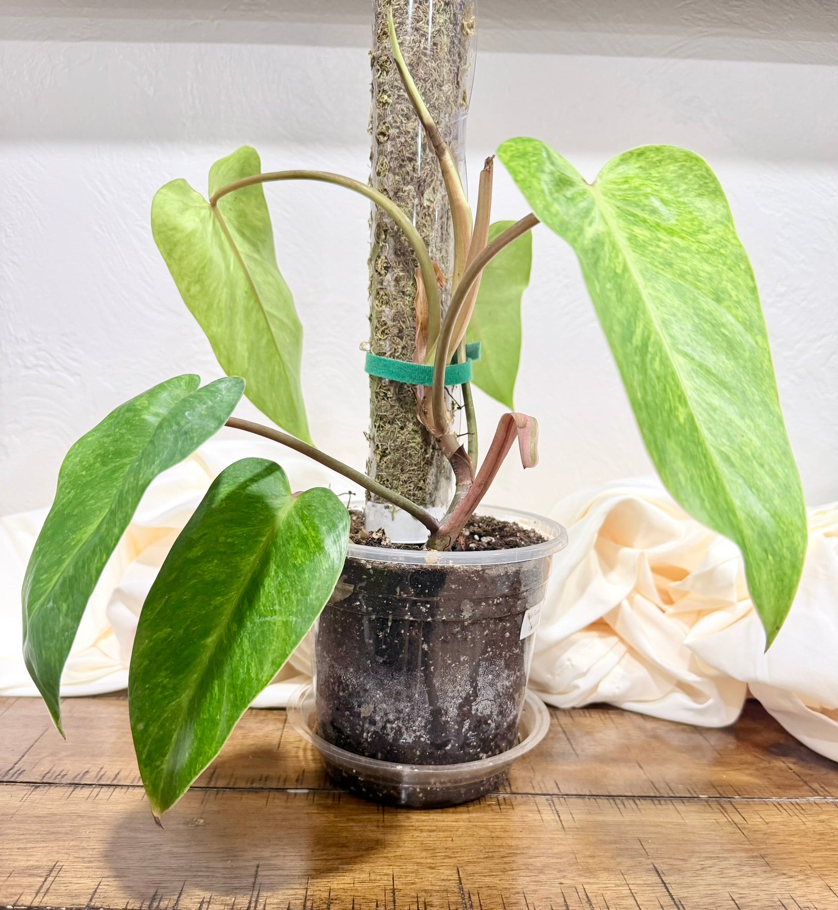 Philodendron Painted Lady