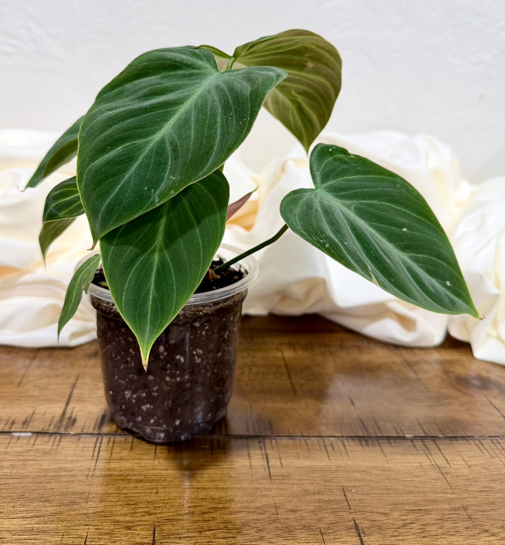 Philodendron micans