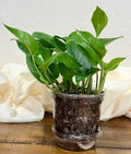 Jade Pothos