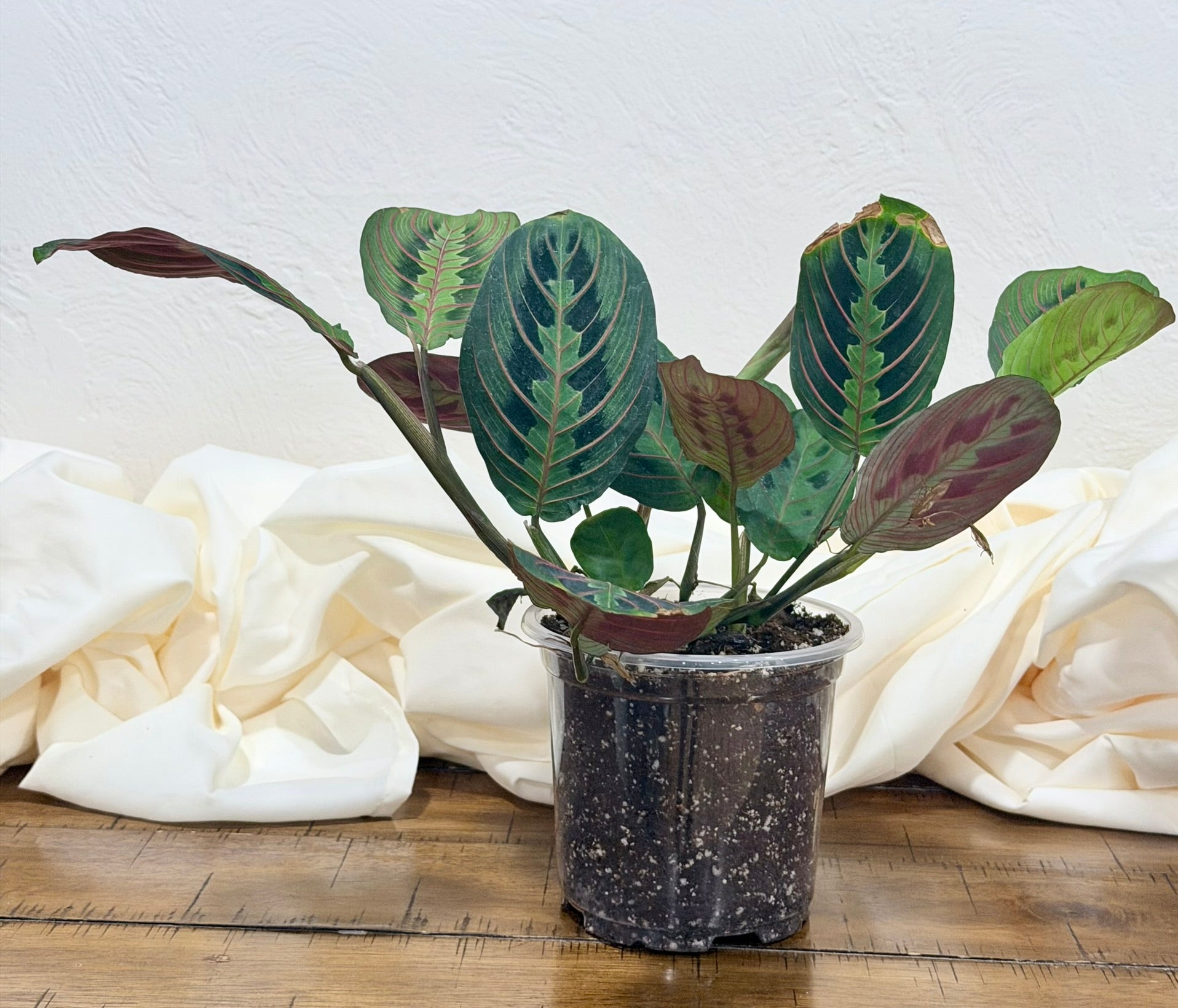 Maranata leuconeura 'Red'