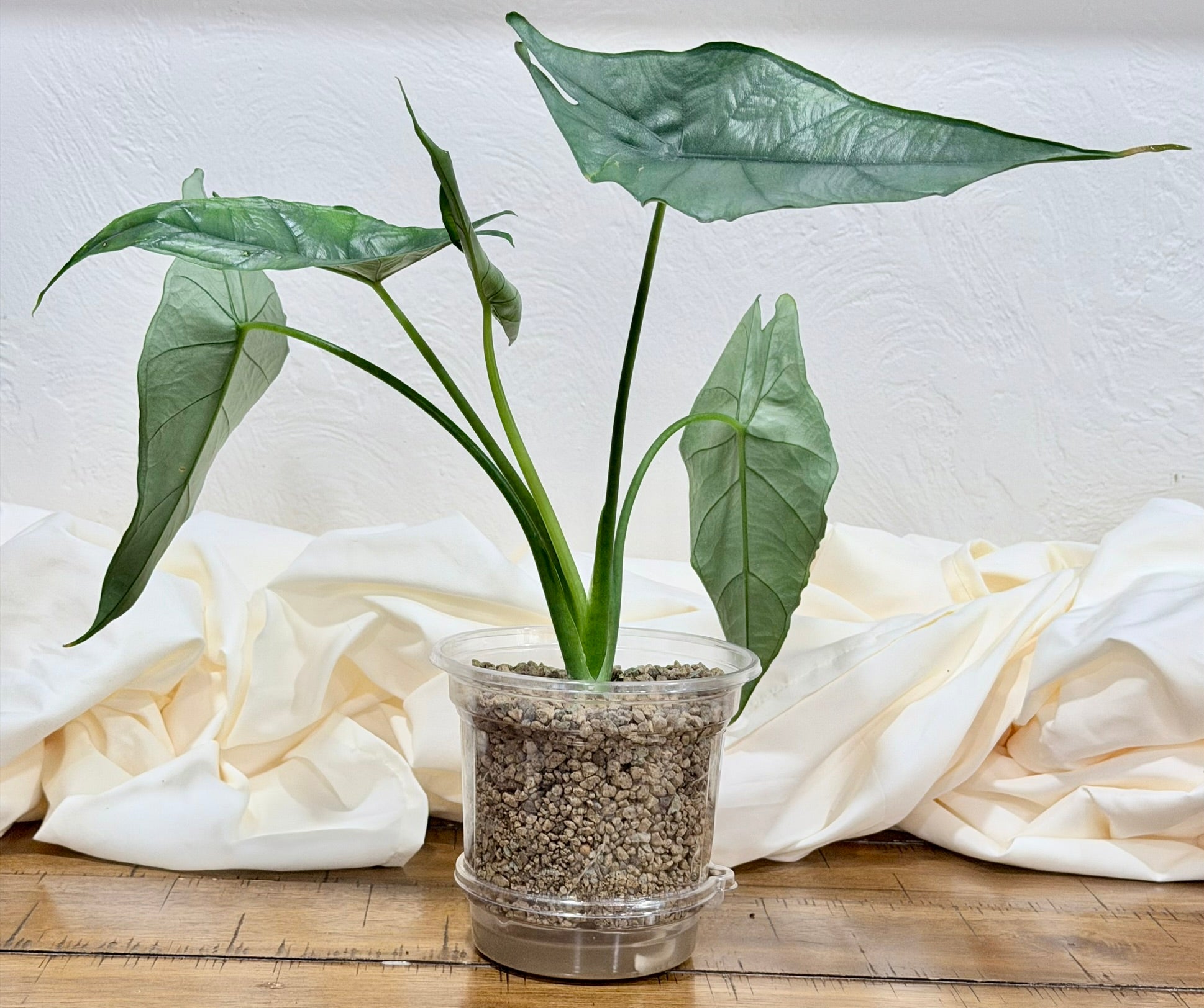 Alocasia 'Dragon's Breath'