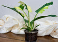 Philodendron Ring of Fire