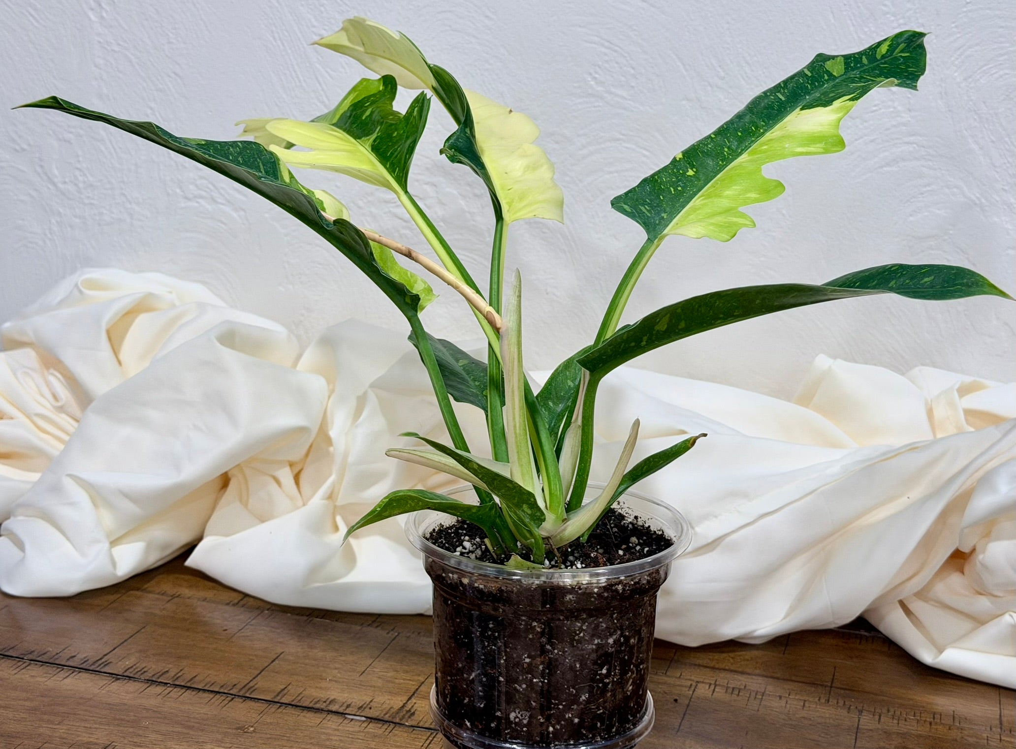 Philodendron Ring of Fire