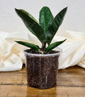 Anthurium superbum