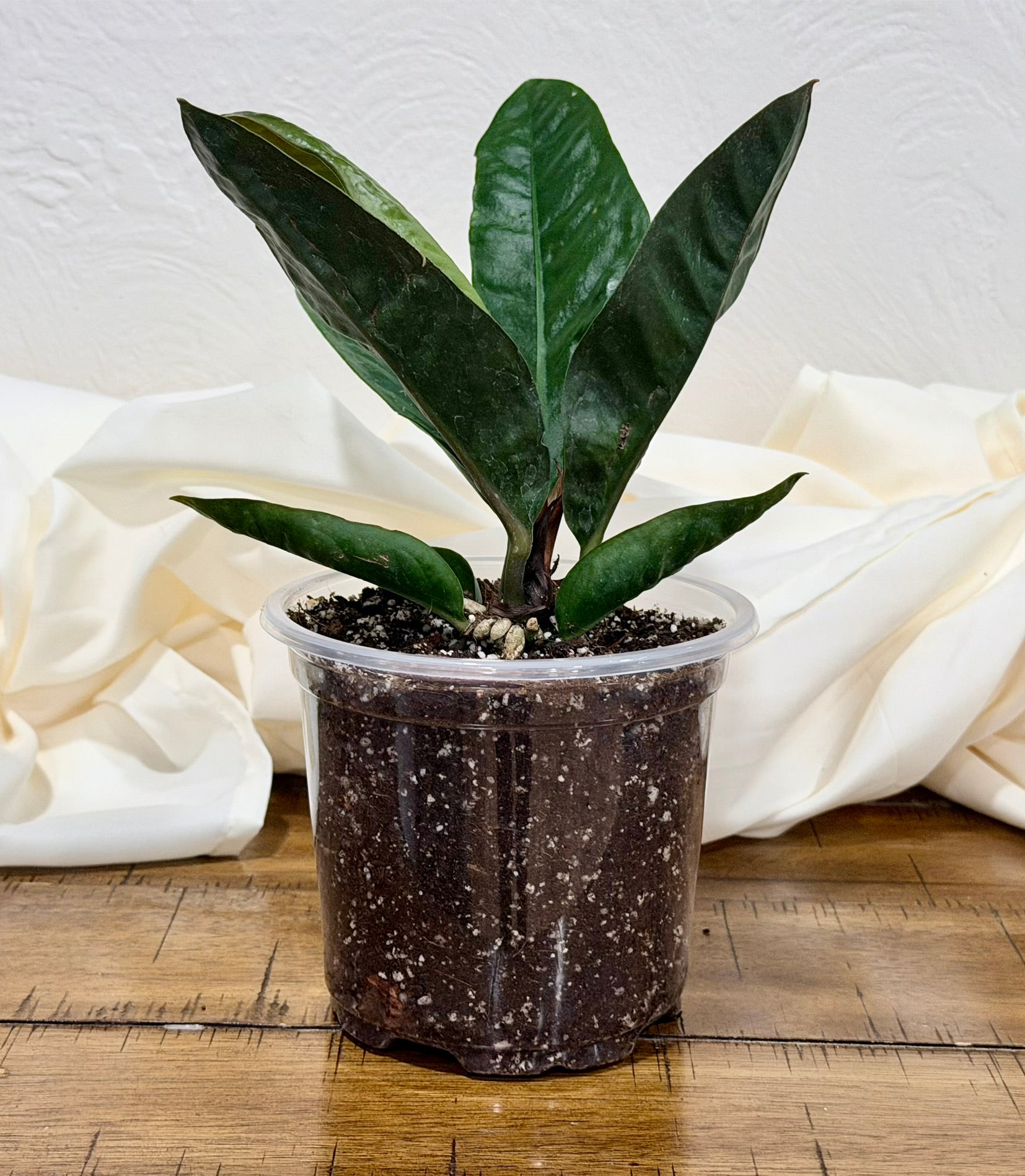 Anthurium superbum