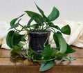 Scindapsus 'Dark Form'