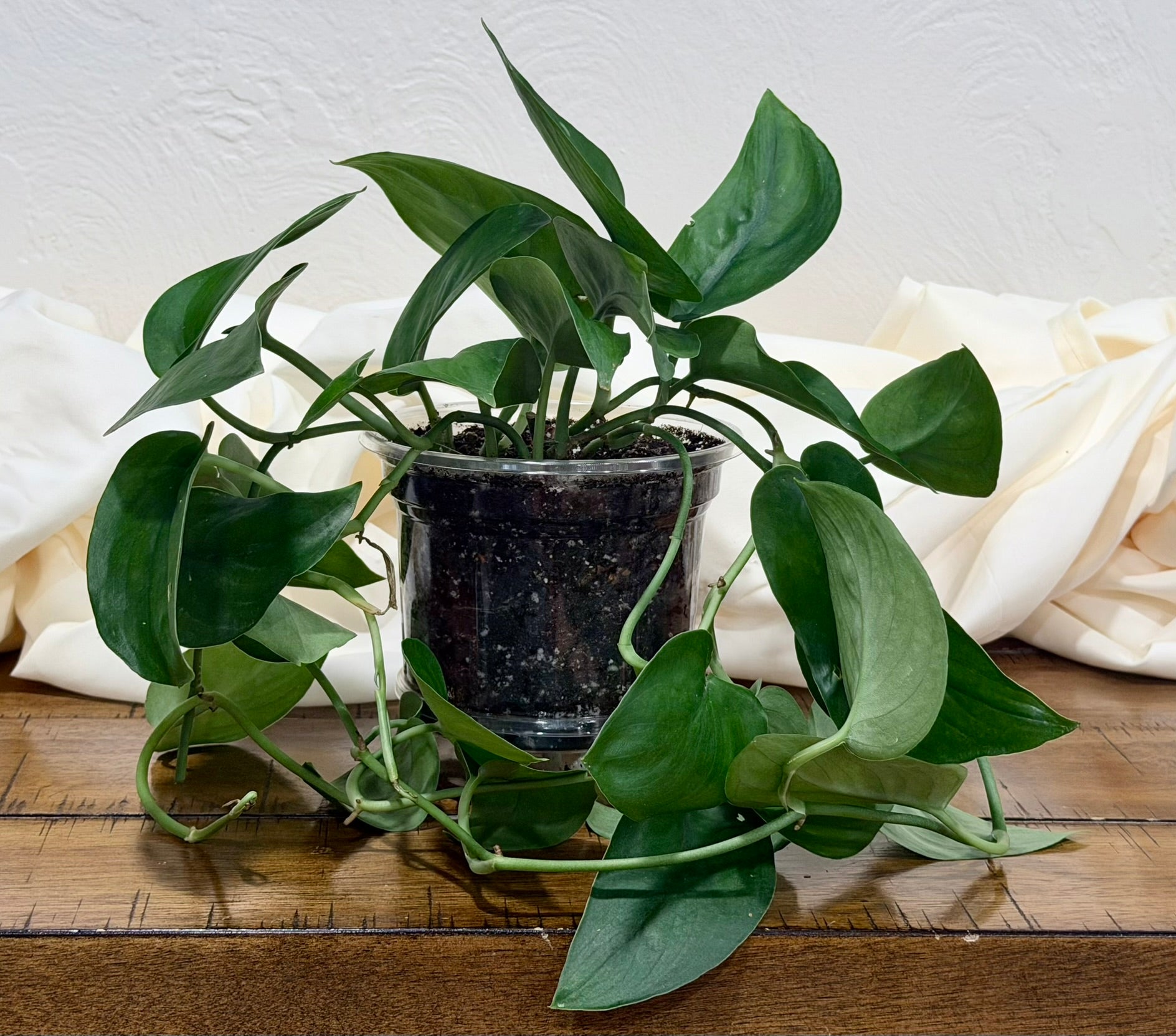 Scindapsus 'Dark Form'