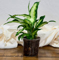 Dieffenbachia 'Camille'