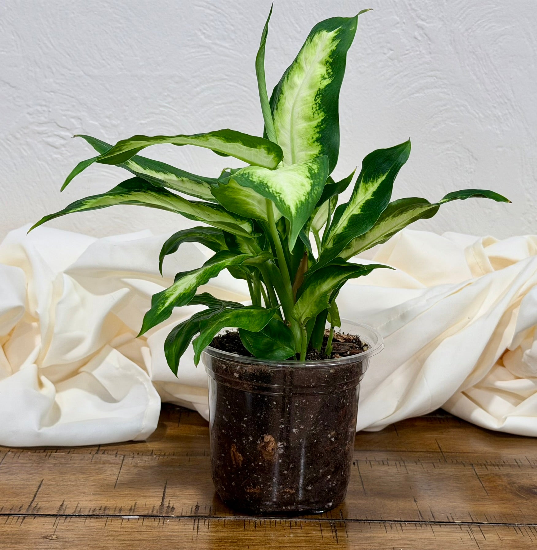 Dieffenbachia 'Camille'