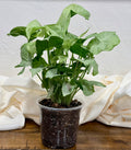 Syngonium 'Milk Confetti'