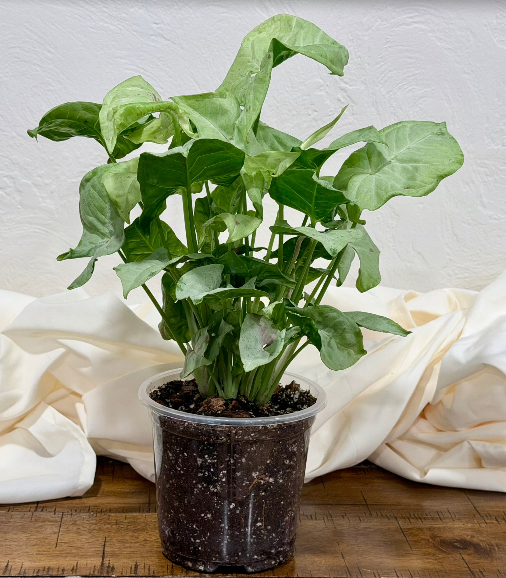 Syngonium 'Milk Confetti'