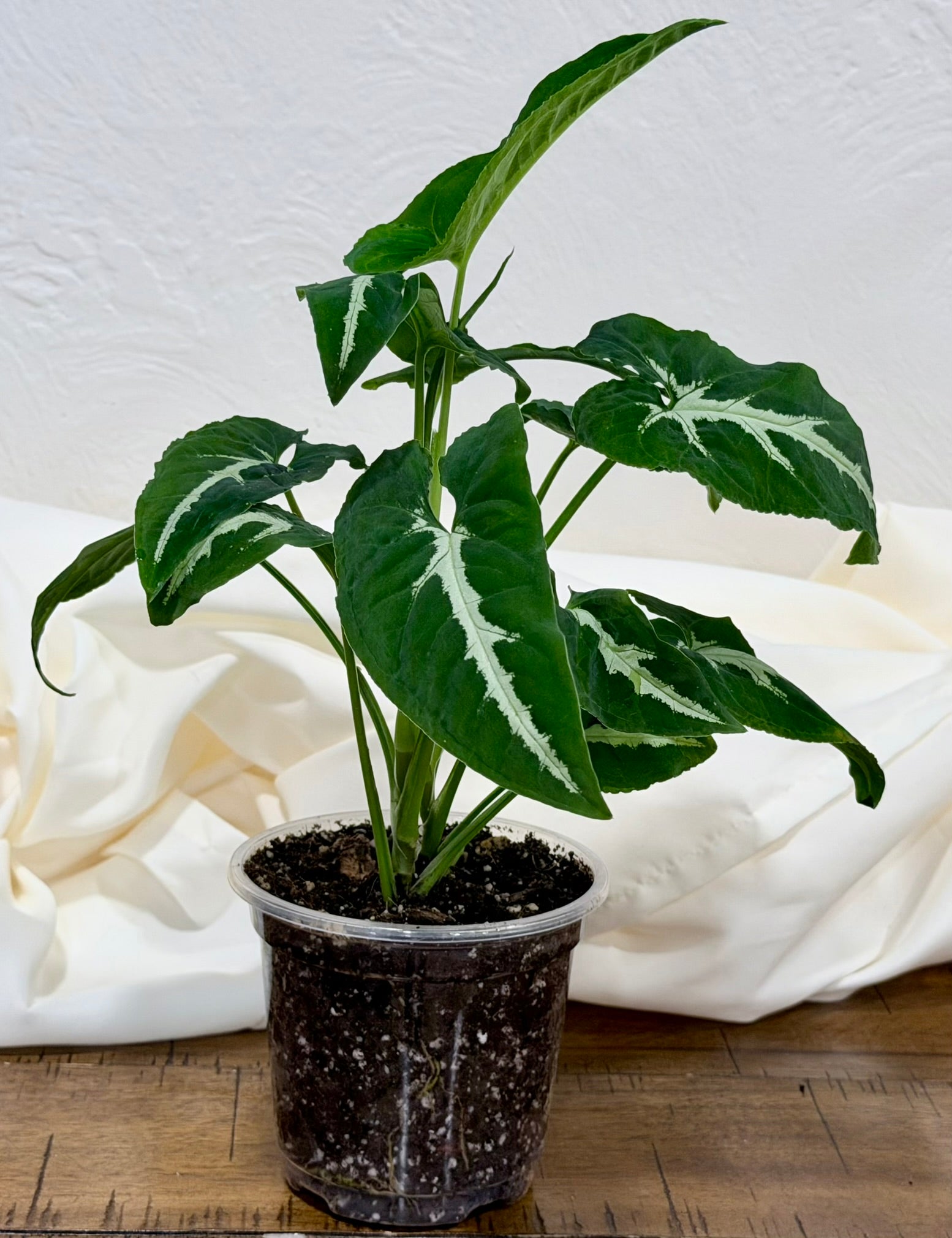 Syngonium wendlandii