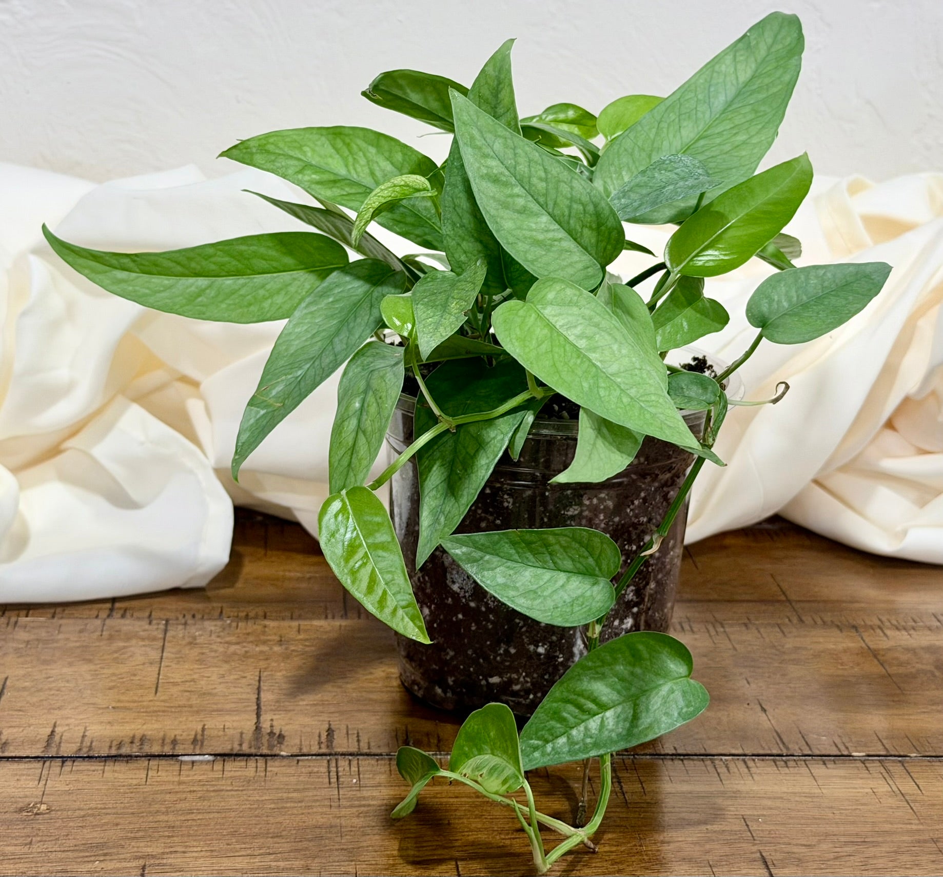 Epipremnum 'Cebu Blue'