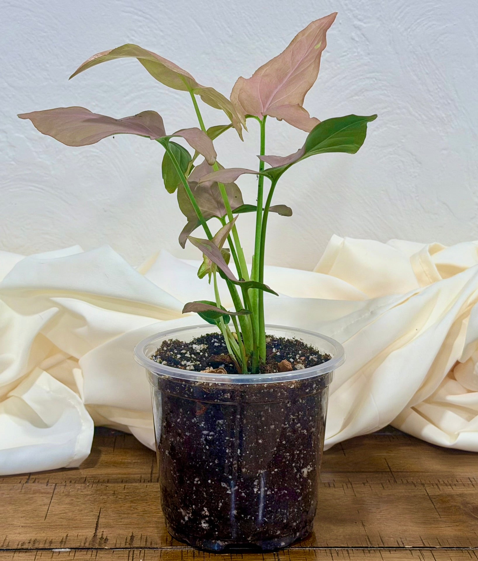 Syngonium 'Pink Sensation'